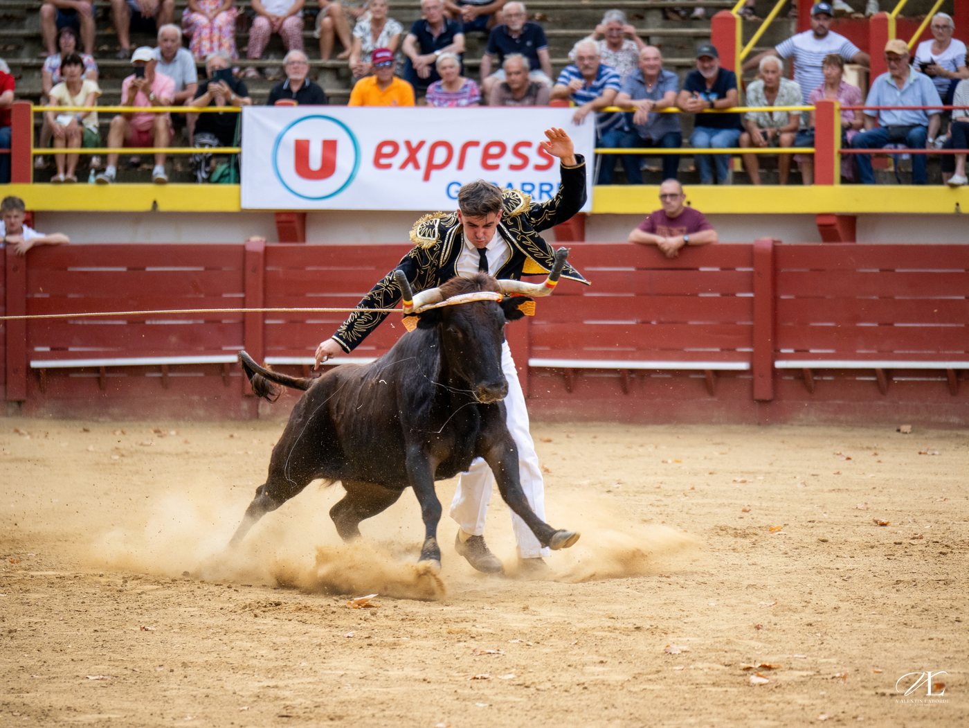 Écart face à une vache landaise lors d'une course de la Ganaderia Dargelos